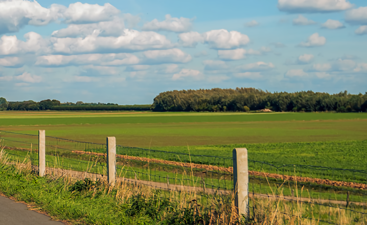 afbeelding weide
