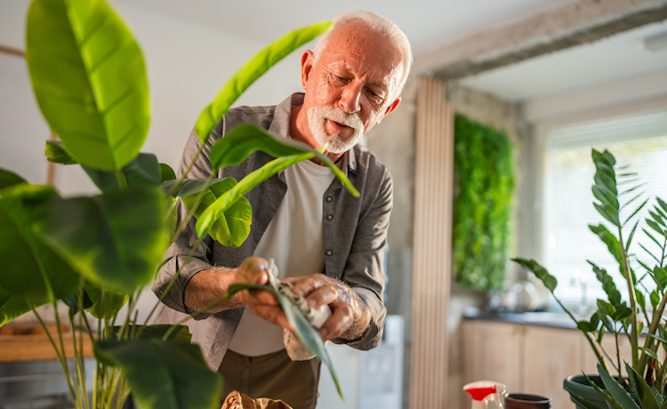 illustratie oudere man verzorgt groene kamerplant